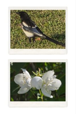 20250711_082851-COLLAGE